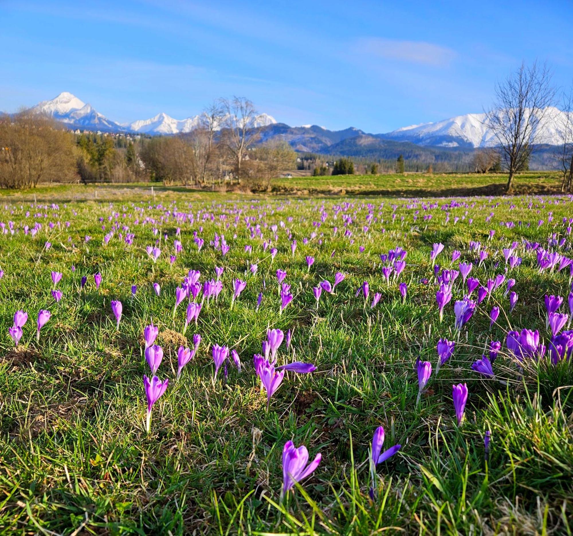 זקופאנה Goralska Chatka 3 Highland Cottage - Jacuzzi, Sauna, Split Ac, Private Parking, Mountains View מראה חיצוני תמונה