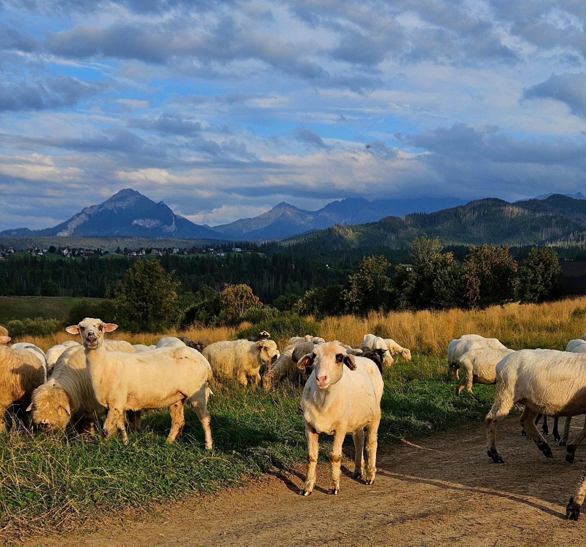 זקופאנה Goralska Chatka 3 Highland Cottage - Jacuzzi, Sauna, Split Ac, Private Parking, Mountains View מראה חיצוני תמונה